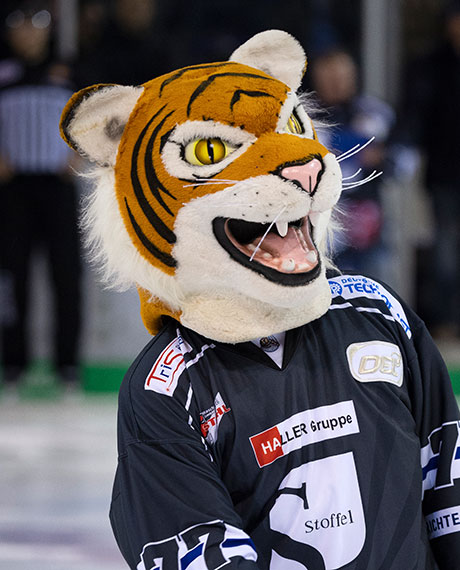 Tigo, das Maskottchen der Straubing Tigers.